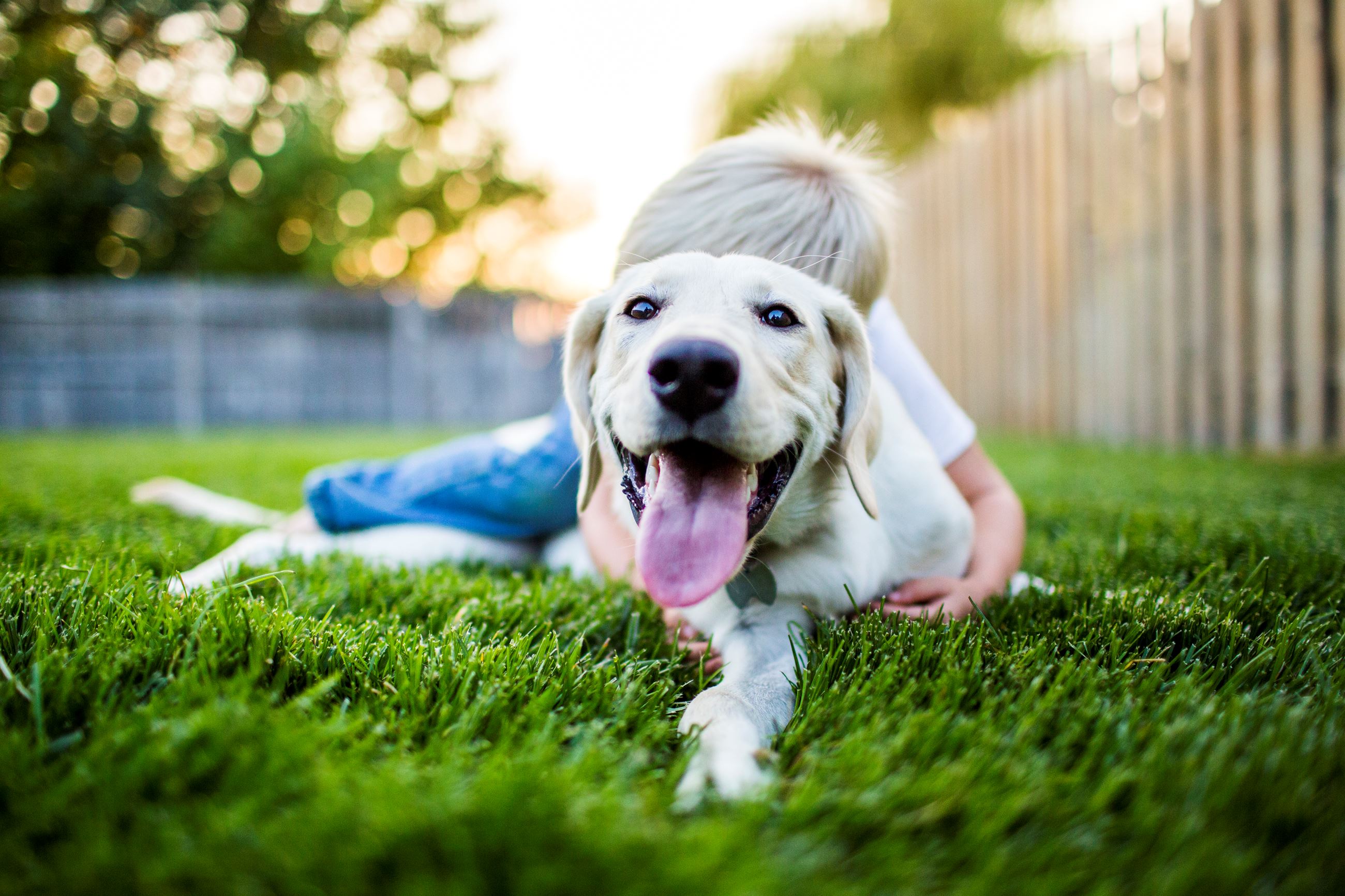 Charlee - Labrador Extraordinaire